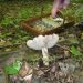 Kennedy Park mushroom samples, Lenox, MA